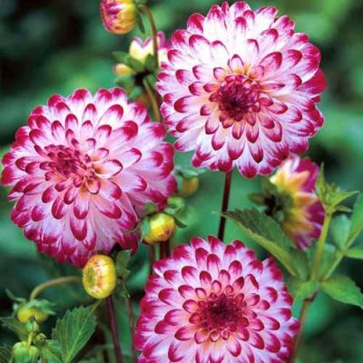 Георгина Литтл Роберт Георгина Литтл Роберт фото