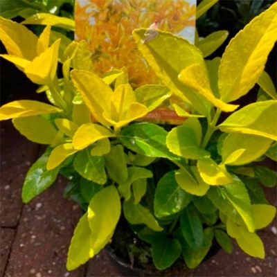 Бересклет японский Эльдорадо Бересклет японский Эльдорадо - Dolina-Sad.Ru