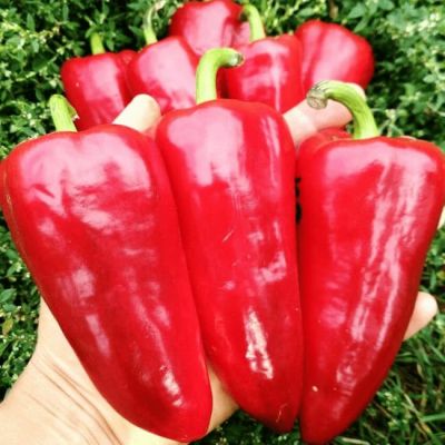 Перец сладкий Здоровяк (А) Перец сладкий Здоровяк (А) фото