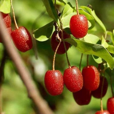 Гумми Монерон Гумми Монерон фото