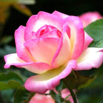 Роза Принцесса Монако Роза Принцесса Монако фото