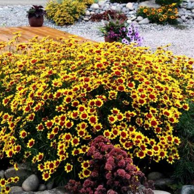 Кореопсис Бенгал Тайгер , C2 Кореопсис Бенгал Тайгер , C2 фото