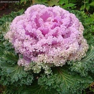 Капуста декоративная Нагойя роуз F1 Капуста декоративная Нагойя роуз F1 фото