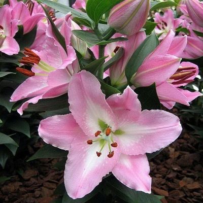 Лилия Сувенир Лилия Сувенир фото