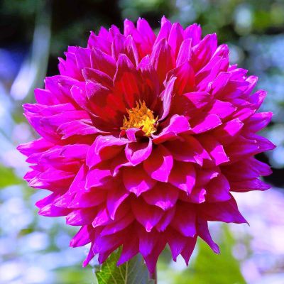 Георгина Империал Пэлас Георгина Империал Пэлас фото