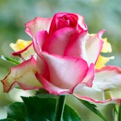 Роза Аттаракт Роза Аттаракт - Dolina-Sad.Ru