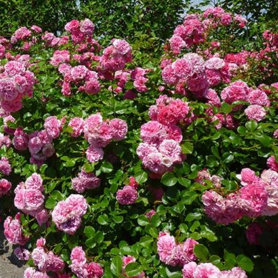 Роза Ле Катр Сэзон Роза Ле Катр Сэзон - Dolina-Sad.Ru