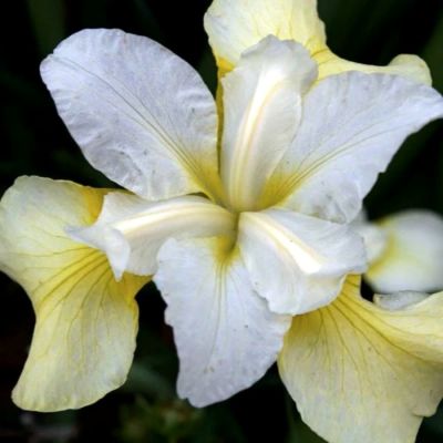 Ирис Баттер энд Шуга - Dolina-Sad.Ru