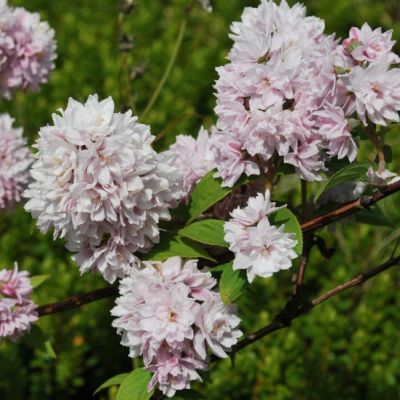 Дейция гибридная Пинк Пом-Пом Дейция гибридная Пинк Пом-Пом фото