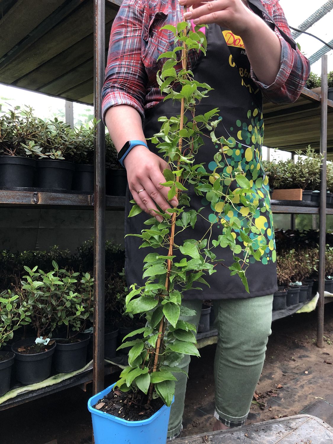 Клематис Фаерворкс, С2 Клематис Фаерворкс, С2 фото