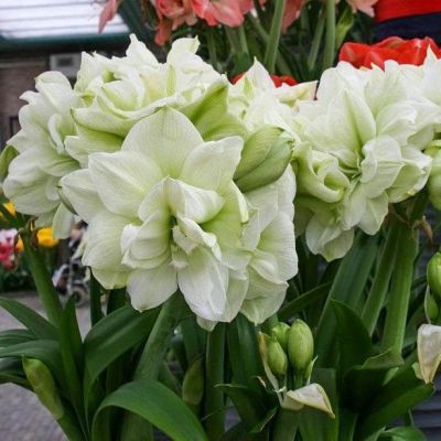 Амариллис Мэрилин Амариллис Мэрилин фото