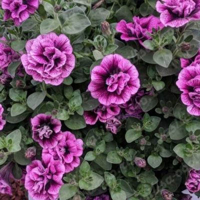 Петуния Свитсаншайн Компат Хот Пинк Вейнс - Dolina-Sad.Ru