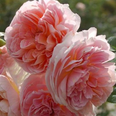 Роза Пич Десерт Роза Пич Десерт - Dolina-Sad.Ru