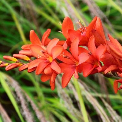 Крокосмия Кармин Бриллиант Крокосмия Кармин Бриллиант - Dolina-Sad.Ru