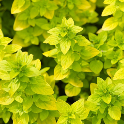 Майоран обыкновенный Ауреум Майоран обыкновенный Ауреум фото