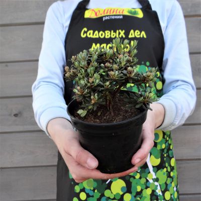 Рододендрон плотный Рододендрон плотный фото