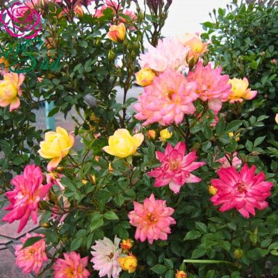 Роза Беби Маскарад - Dolina-Sad.Ru