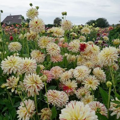 Георгина Крем Сайленс Георгина Крем Сайленс - Dolina-Sad.Ru