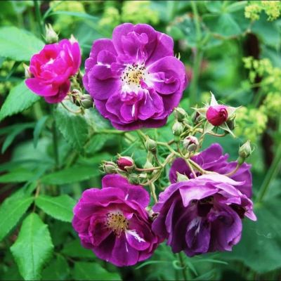 Роза Пурпл Мини фото