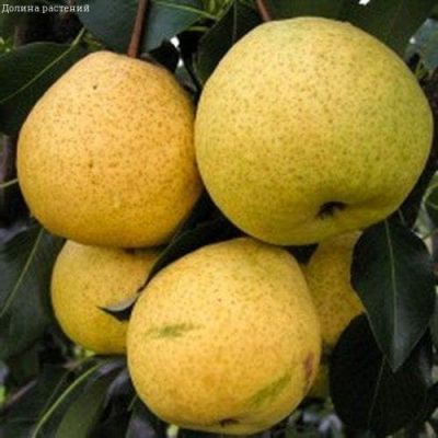Груша Бере Золотая/Осенняя фото