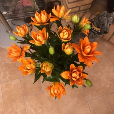 Лилия Датч Дизайн - Dolina-Sad.Ru