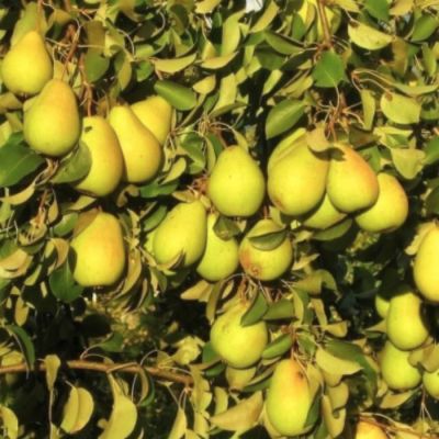 Груша Сказочная Груша Сказочная - Dolina-Sad.Ru