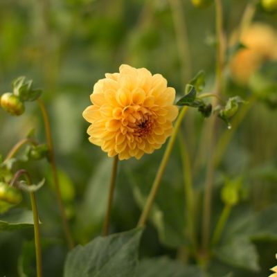 Георгина Голден Скептер - Dolina-Sad.Ru