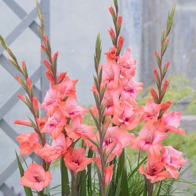 Гладиолус Уитни Гладиолус Уитни - Dolina-Sad.Ru