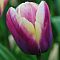 Тюльпан Атлантис фото