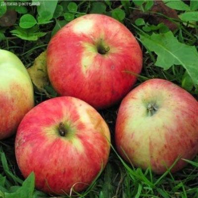 Яблоня Штрифель/Осенняя Яблоня Штрифель/Осенняя фото