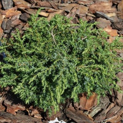 Можжевельник обыкновенный Хорнибруки Можжевельник обыкновенный Хорнибруки фото