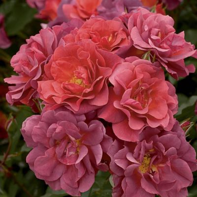 Роза Селебрейшн Тайм Роза Селебрейшн Тайм фото