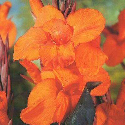 Канна Вайоминг - Dolina-Sad.Ru