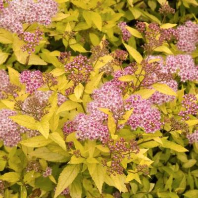 Спирея японская Меджик Карпет Спирея японская Меджик Карпет - Dolina-Sad.Ru