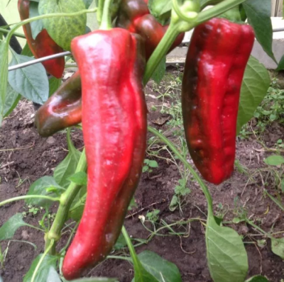 Перец Какаду F1 Перец Какаду F1 фото