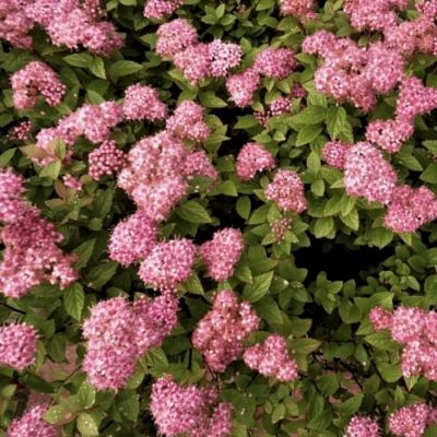 Спирея японская Манон, С7,5 - Dolina-Sad.Ru