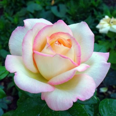 Роза Принцесса Монако Роза Принцесса Монако фото