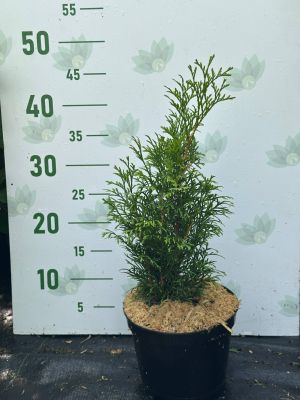 Туя Западная Смарагд, С2 Туя Западная Смарагд, С2 - Dolina-Sad.Ru