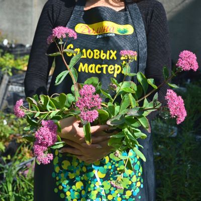 Седум видный Карл , P9 Седум видный Карл , P9 фото