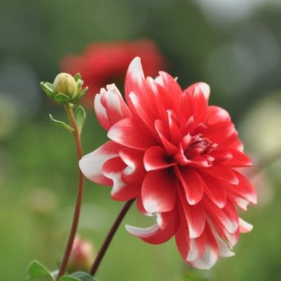 Георгина Нагано Георгина Нагано - Dolina-Sad.Ru