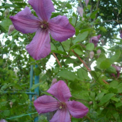 Клематис Оберек Клематис Оберек фото