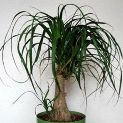 Нолина Бутылочное дерево Нолина Бутылочное дерево фото