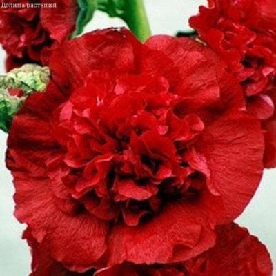 Мальва Скарлет Мальва Скарлет фото