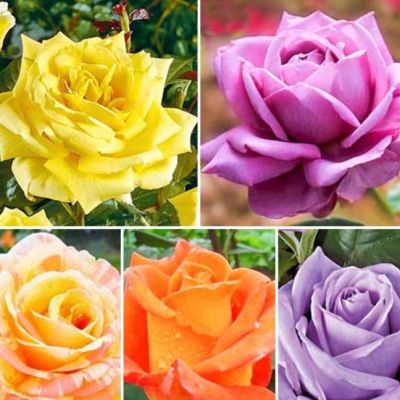 Набор чайно-гибридных роз фото