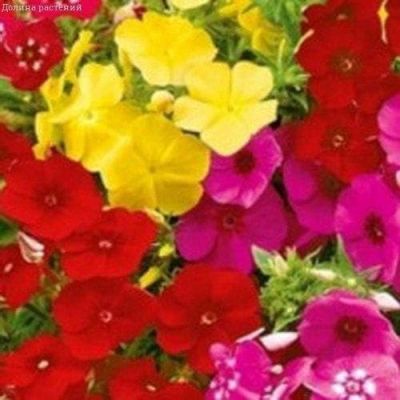 Флокс Цветной фонтан друммонди , смесь фото