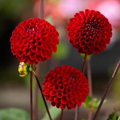 Георгина Нэшио - Dolina-Sad.Ru