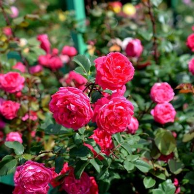 Роза Александр Маккензи Роза Александр Маккензи - Dolina-Sad.Ru