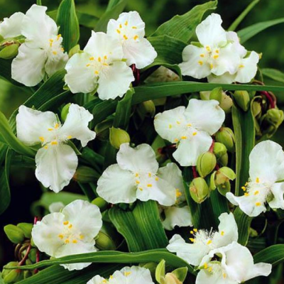 Традесканция Андерсона Инносенс Традесканция Андерсона Инносенс фото