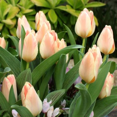 Тюльпан Литл Герл Тюльпан Литл Герл фото