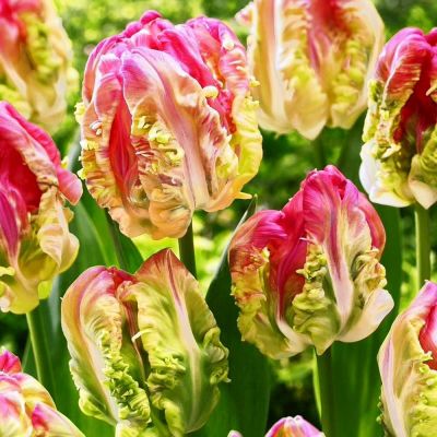 Тюльпан Веберс Пэррот Тюльпан Веберс Пэррот фото